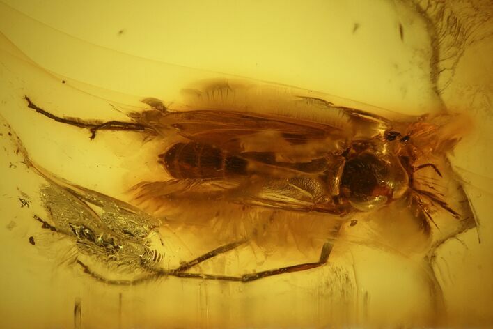 Detailed Fossil Fly (Diptera) In Baltic Amber #139085
